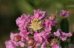 Crapemyrtle